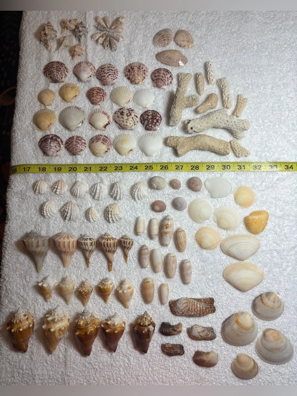 110 Mix Sanibel Island Assorted Seashell Collection!   Great for crafting!!